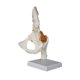 thumbnail image 4 of Modelo conjunto de cadera humana ayuda de enseñanza realista, educativa y resistente de peso ligero con ligamentos científicos para de la, 4 of 9