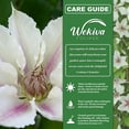 thumbnail image 7 of Clematis Corinne - 3 Live Starter Plants in 2 Inch Growers Pots - Starter Plants Ready for The Garden - Rare Clematis for Collectors, 7 of 7