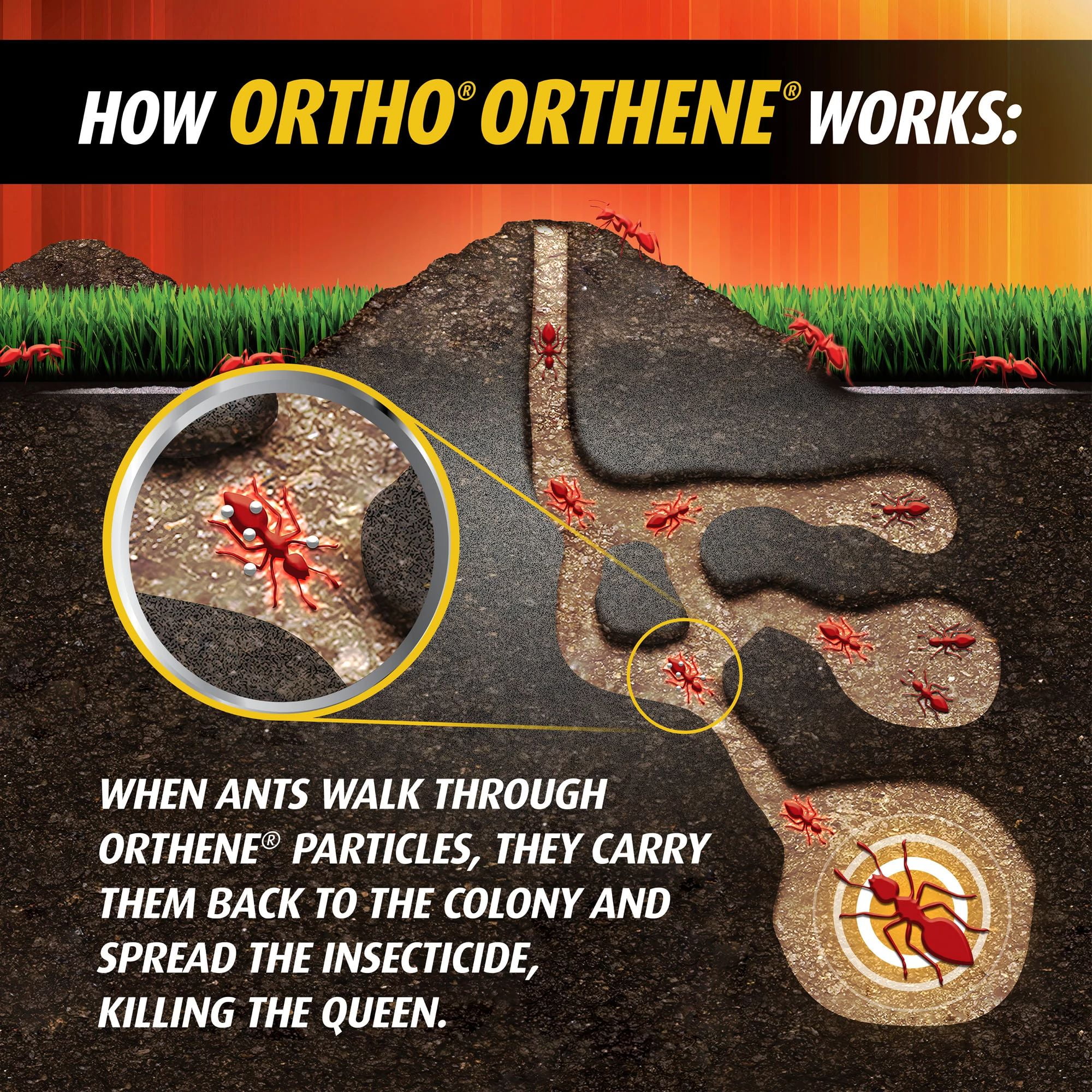 (2 pack) Ortho Orthene Fire Ant Killer1, Kills Queen, Destroys up to 162 Mounds, 12 oz.