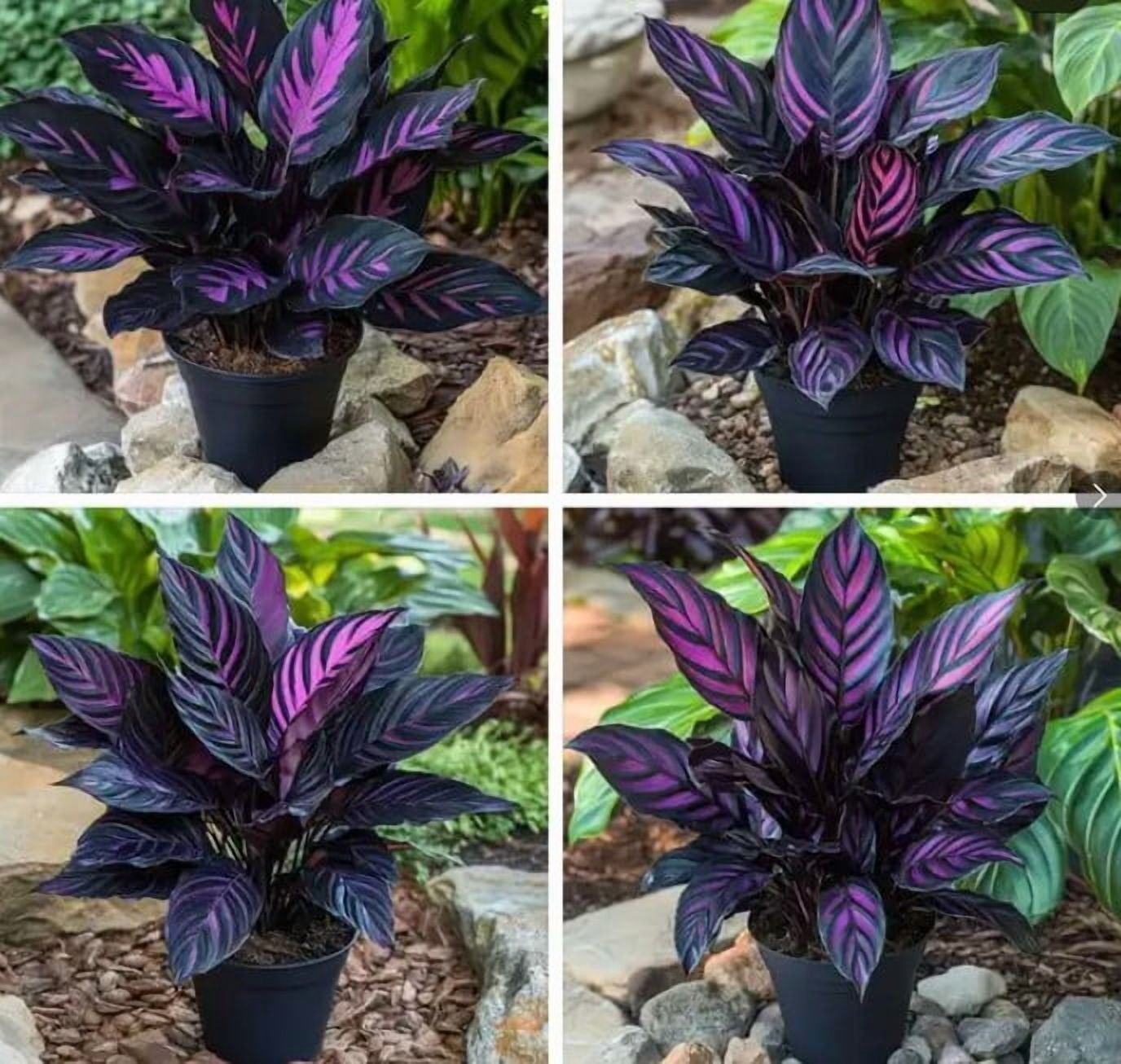 25 Purple Tip Calathea Couture Flower Seeds for Planting - Exotic Tropical  Foliage for Home & Garden - Indoor or Outdoor Beautiful Plant - Walmart.com