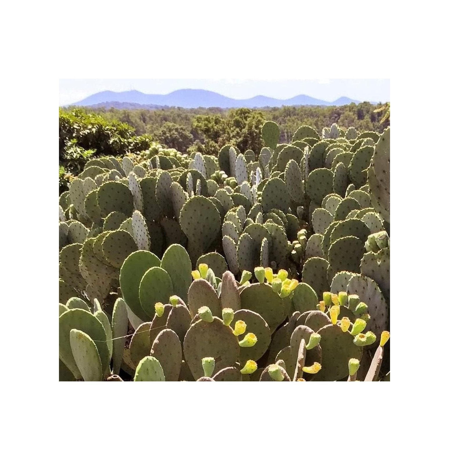 Creation Cultivated - Live Spineless Prickly Pear Cactus - Opuntia  cacanapa Ellisiana (1 PAD Cutting) / Winter Hardy Cactus - USDA Zone 6 /  Unrooted Freshly Cut Cactus Pads / Tortoise Food 