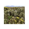 Creation Cultivated Live "Spineless Prickly Pear Cactus" Opuntia