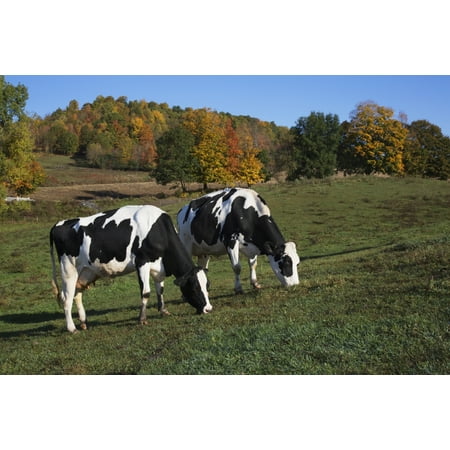 Holstein dairy cows in autumn pasture Salem New York United States of America Canvas Art - Lynn Stone  Design Pics (19 x