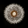 thumbnail image 2 of Frank, Assaf 20x20 Black Ornate Wood Framed with Double Matting Museum Art Print Titled - Dandelion Clock over black background, 2 of 4
