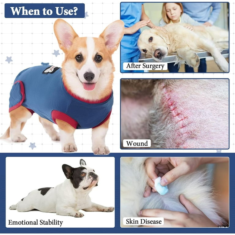 Surgery What Happens After A Dog Is Neutered Incision What To Do