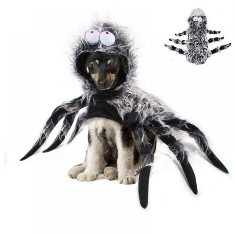 Dog dressed up as a spider 2025