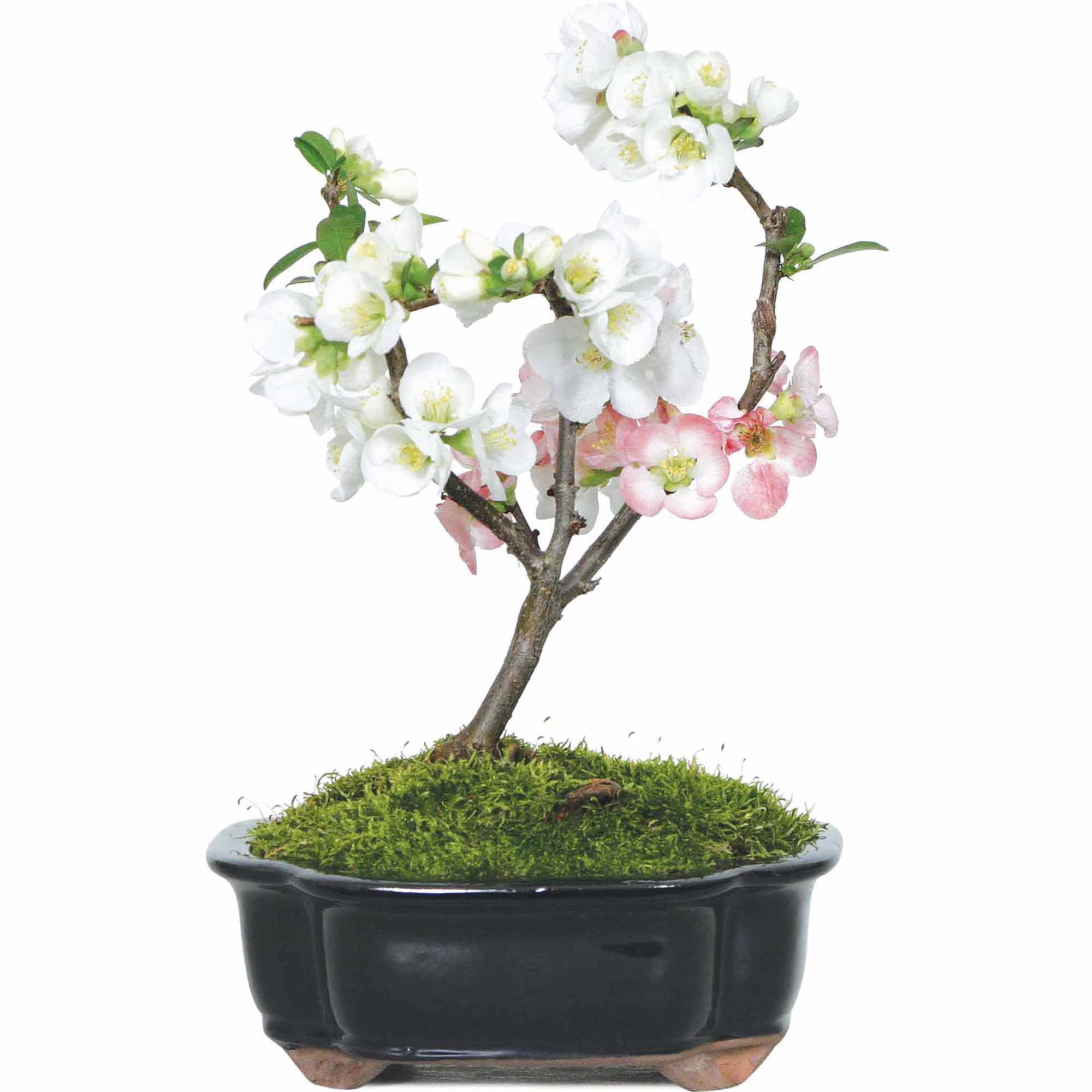 httpsipJapanese Flowering Quince Bonsai Tree38363083