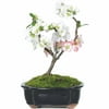 Japanese Flowering Quince Bonsai Tree