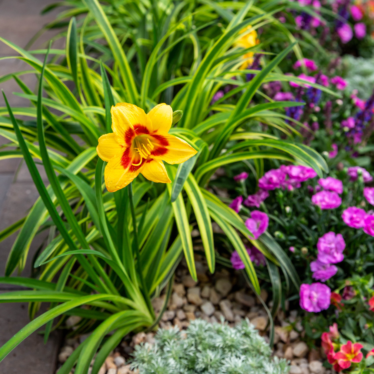 Better Homes & Gardens 2.5 Quart Breeze Sunset Daylily Perennial Live Plant 3 -Count with Grower Pot
