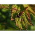 thumbnail image 3 of Bonin, Suzanne 24x19 Black Modern Framed Museum Art Print Titled - White Faced Meadowhawk, 3 of 5