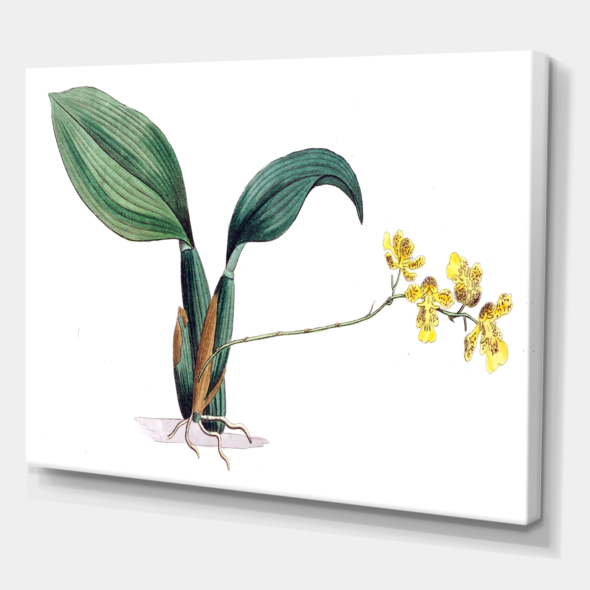 Designart ' Ancient Plant Life VI ' Traditional Canvas Wall Art Print