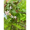 thumbnail image 5 of 2 Winter Honeysuckle Vine Plants, Rooted Vines in 3.5 inch pots, 5 of 5