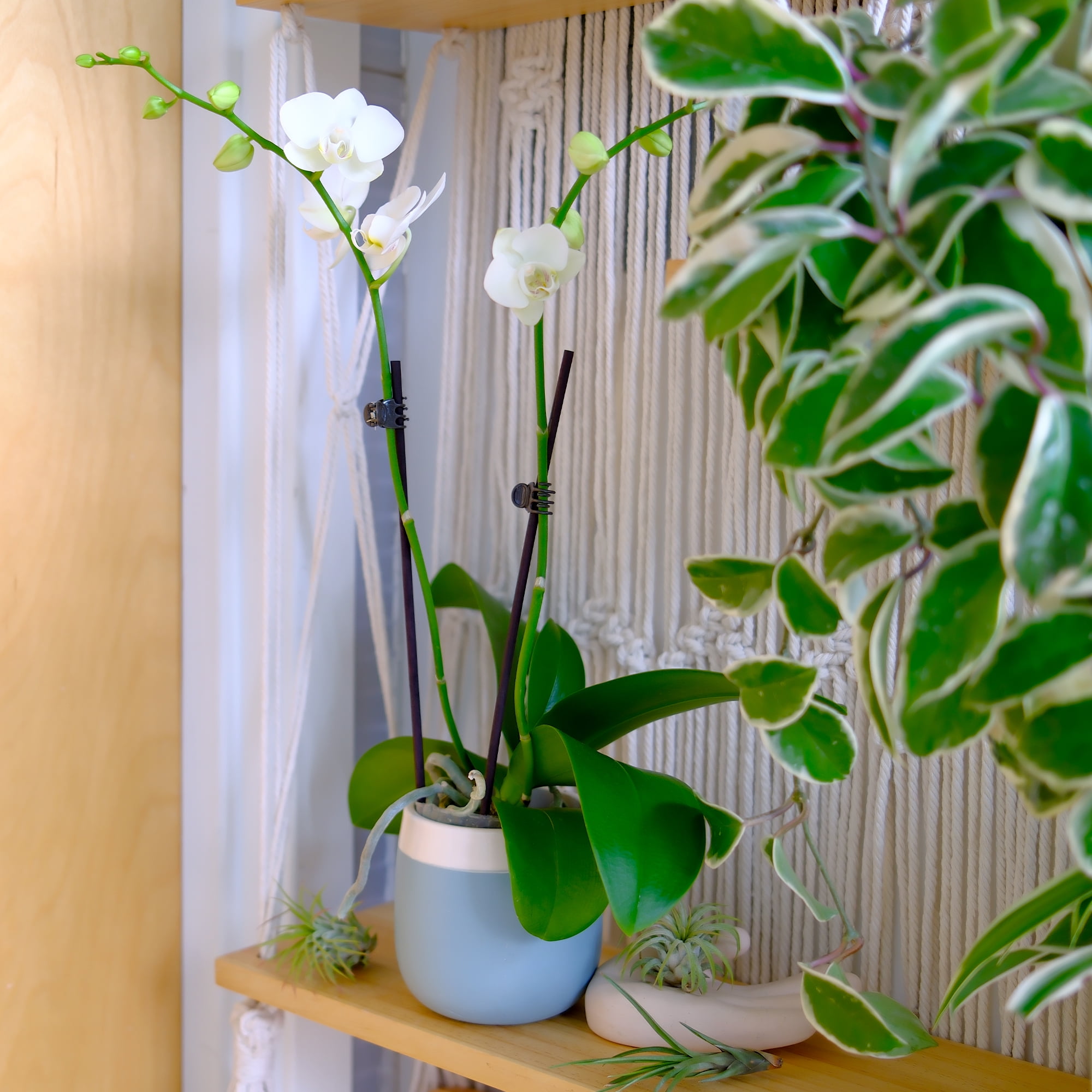 Element White Live Orchid Decor (Approx 16" Tall) in 3.5" Blue & White Planter