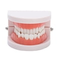 thumbnail image 1 of Modelo de encías para dentaduras postizas dentales, 28 piezas, modelo de dientes para adultos estándar, herramienta de enseñanza médica, 1 of 9