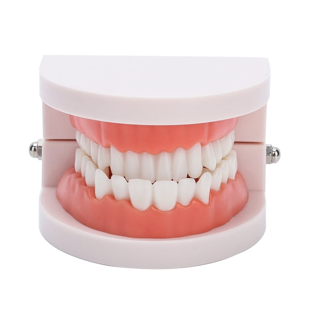 Modelo de encías para dentaduras postizas dentales, 28 piezas, modelo de dientes para adultos estándar, herramienta de enseñanza médica