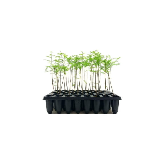 Bald Cypress 20 Live Trees Taxodium Distichum Fast Growing Shade Tree Wet Tolerant