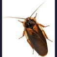 thumbnail image 3 of CafePress - Male Dubia Roach - Classic Crew Neck Sweatshirt, 3 of 4
