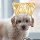 thumbnail image 4 of FENGGUIQU 2Ud Gorro De Ajustable Para Mascotas Con Material Y Impermeable Y Reutilizable, 4 of 8