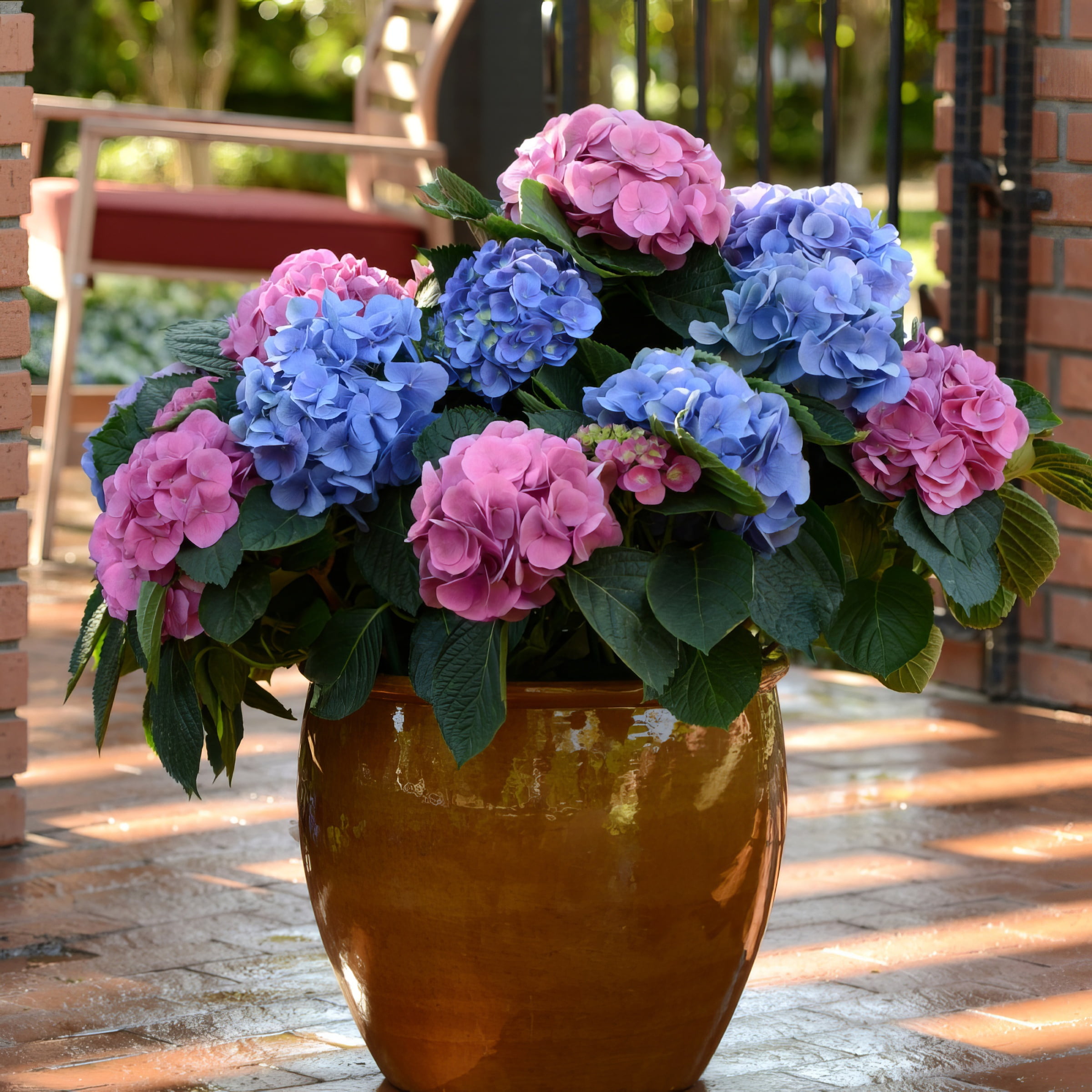 National Plant Network 4" Hydrangea 'LA Dreamin'Live Perennial Shrub with Partial Sun (3-Pack)