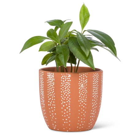 Set of 2 Small Dot Pattern Planter