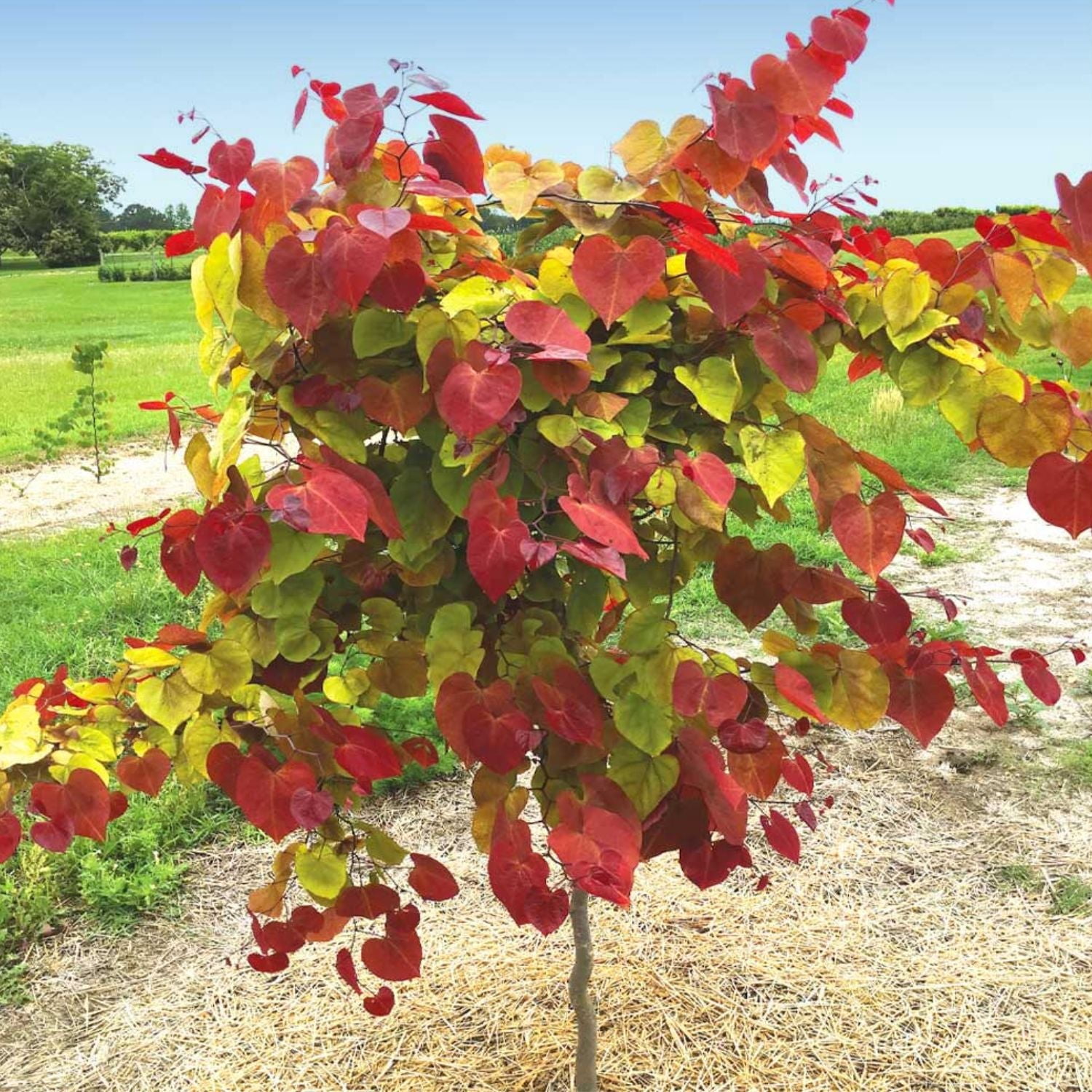 Expert Gardener 1-2' Redbud Hearts A’Fire® in 1 gal. Grower Pot