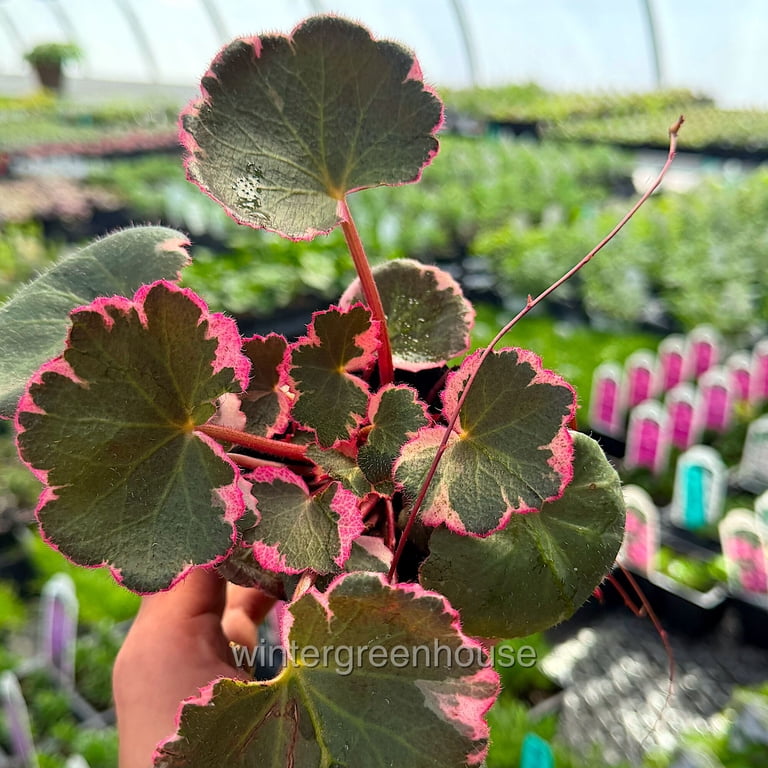Saxifraga stolonifera, Variegated Strawberry Begonia - Pot Size