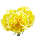 thumbnail image 4 of 100 Stems of Yellow Carnations- Beautiful Fresh Cut Flowers- Express Delivery, 4 of 4