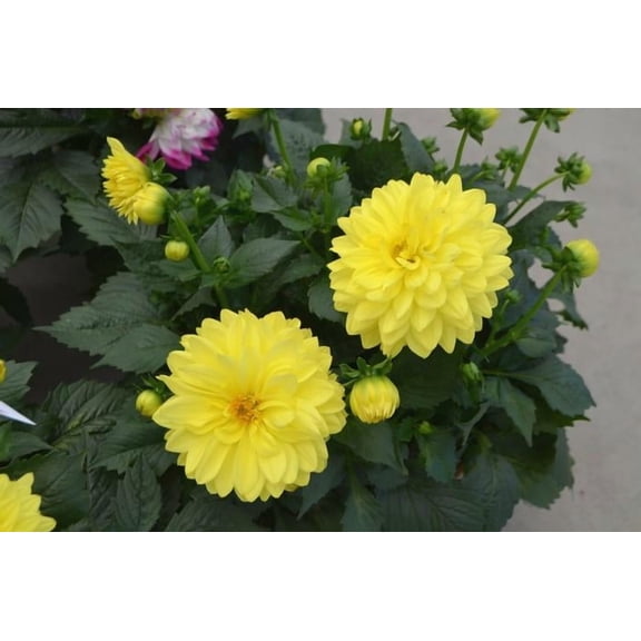 RedCrocus LaBella Maggiore Yellow Dahlia-Vibrant Blooms for Your Garden 2 Gallon (Pack of 2)