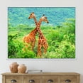 thumbnail image 2 of Two Giraffes Fighting In Lush Green Wild 40 in x 30 in Framed Photography Canvas Art Print, by Designart, 2 of 5
