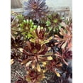 thumbnail image 5 of 2pcs Rooted Black Rose Aeonium Arboreum Zwartkop Succulent cactus Plants gift, 5 of 5