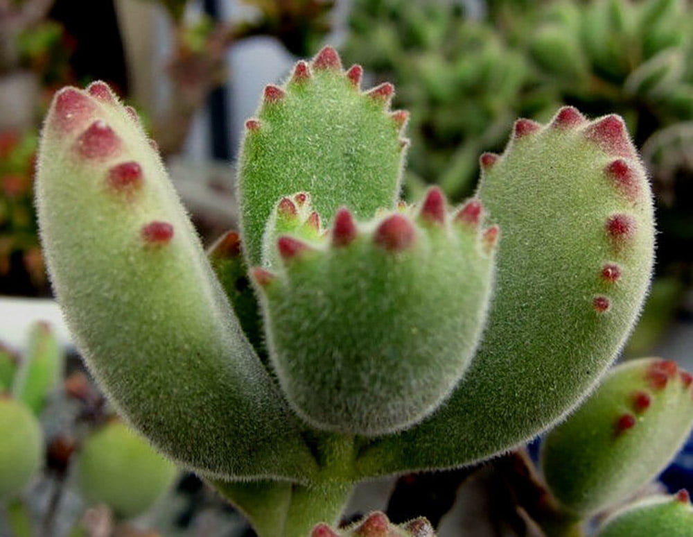 Rare Bear Paw Succulent - tomentosa - Easy to - 2.5" Pot - Walmart.com