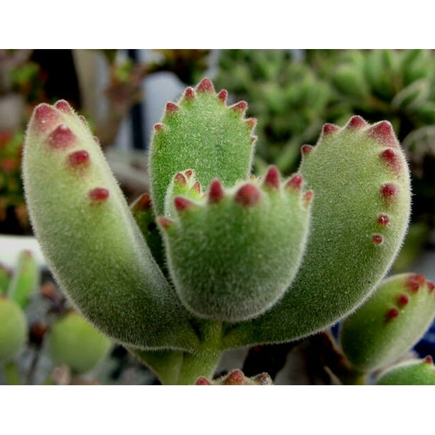 Rare Bear Paw Succulent - tomentosa - Easy to - 2.5" Pot - Walmart.com