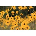 thumbnail image 3 of Seedville 100 Swamp Sunflower Plant Seeds, Attracts Bees and Butterflies, 3 of 8