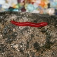 thumbnail image 4 of UDIYO 100Pcs Fishing Bait Artificial Earthworms Simulation Plastic Lifelike Red Fishing Bait for Freshwater, 4 of 6