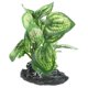 thumbnail image 4 of Plastic Aquatic Plants Ornament For Aquarium Habitat 6.8X4.5X10Cm Light Green Realistic Decoration 1 Set, 4 of 5