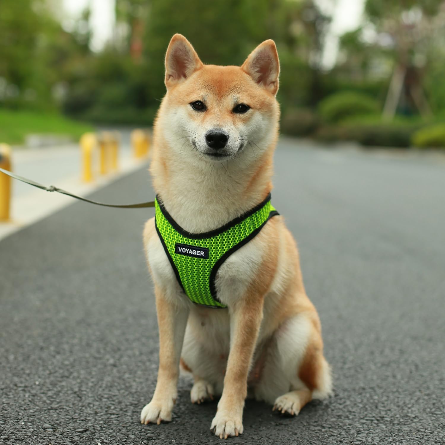 Voyager Step-In Air Mesh Dog Harness, Green, XS photo 6