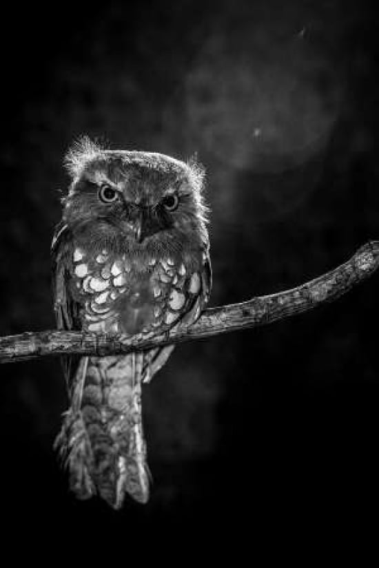 Alone In The Night