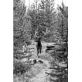 thumbnail image 2 of Frank, Jacob W. 23x32 White Modern Wood Framed Museum Art Print Titled - Bull Elk on a Trail, Yellowstone National Park, 2 of 4