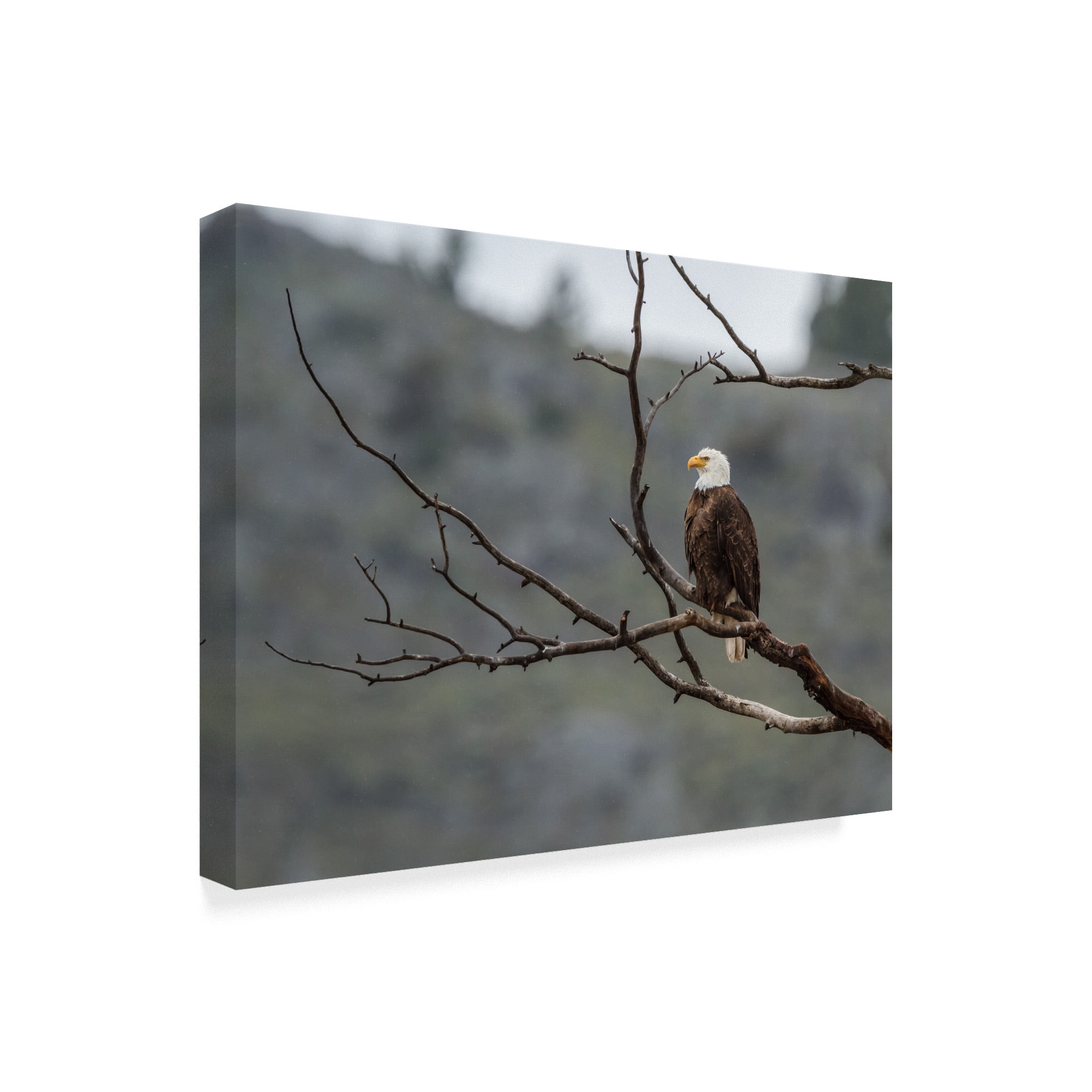 Trademark Fine Art 'Bald Eagle Perched' Canvas Art by Galloimages Online