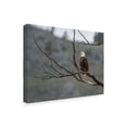 thumbnail image 2 of Trademark Fine Art 'Bald Eagle Perched' Canvas Art by Galloimages Online, 2 of 3