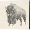 thumbnail image 1 of Western Bison Study by Ethan Harper, Canvas Wall Art, 24W x 24H, 1 of 2