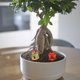 thumbnail image 5 of 10 Uds. Casa de árbol, micropaisajismo, maceta de flores suculentas, accesorios, decoración de pasteles, decoración de mesa, 5 of 5