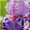 B, variant on Iris for Planting-(Non-Artificial)-Low Effort to Grow, Fast Germination, Vivid Mixed Hues Flowers, Lovely Garden Ornament, Continuous Annual Blooms