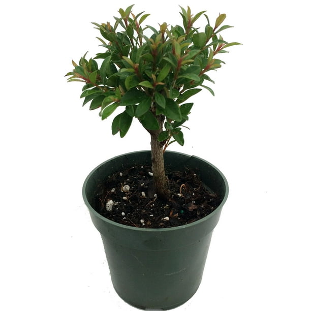 Australian Brush Cherry Plant Eugenia 4" Pot House Plant/Edible