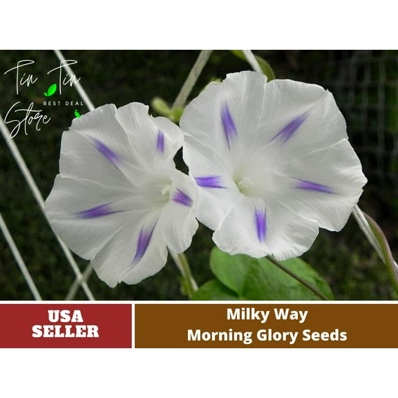 30 Seeds-Milky Way Morning Glory -Authentic Seeds-Flowers-Seeds-Herb seeds-Vegetable Seeds-Mix Seeds for Plant- B3G1#F021