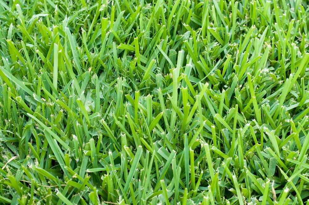 Bermudagrass Seeds for Planting - Great for Yard and Lawn Grass (1 Pound)