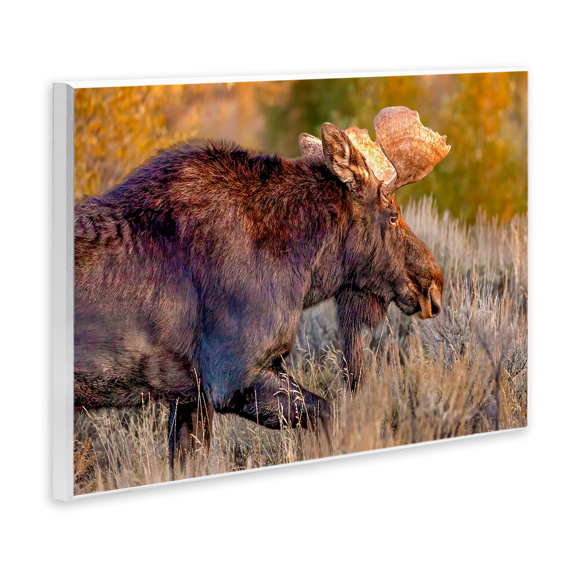 Stupell Industries Bull Moose At Dusk Wall Plaque Art, design by Shelley Carlisle