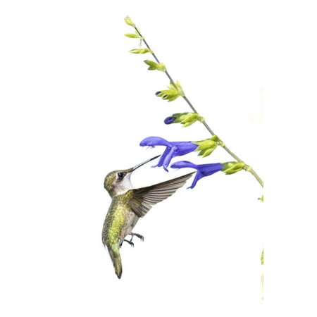 Ruby-Throated Hummingbird on Blue Ensign Salvia on White Background, Marion County, Illinois Print Wall Art By Richard and Susan