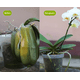 thumbnail image 5 of Sustrato Premium para Orquídeas - Enriquecido con Nutrientes - The Real Green, 5 of 7