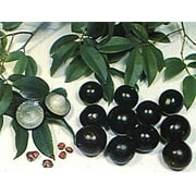 Jabuticaba Tree - 4 Pot - House Plant, Outdoors or Bonsai